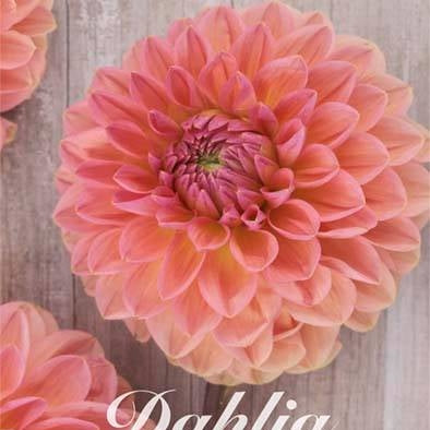 Dahlia Boll Orange Favourite 1-pack NYHET